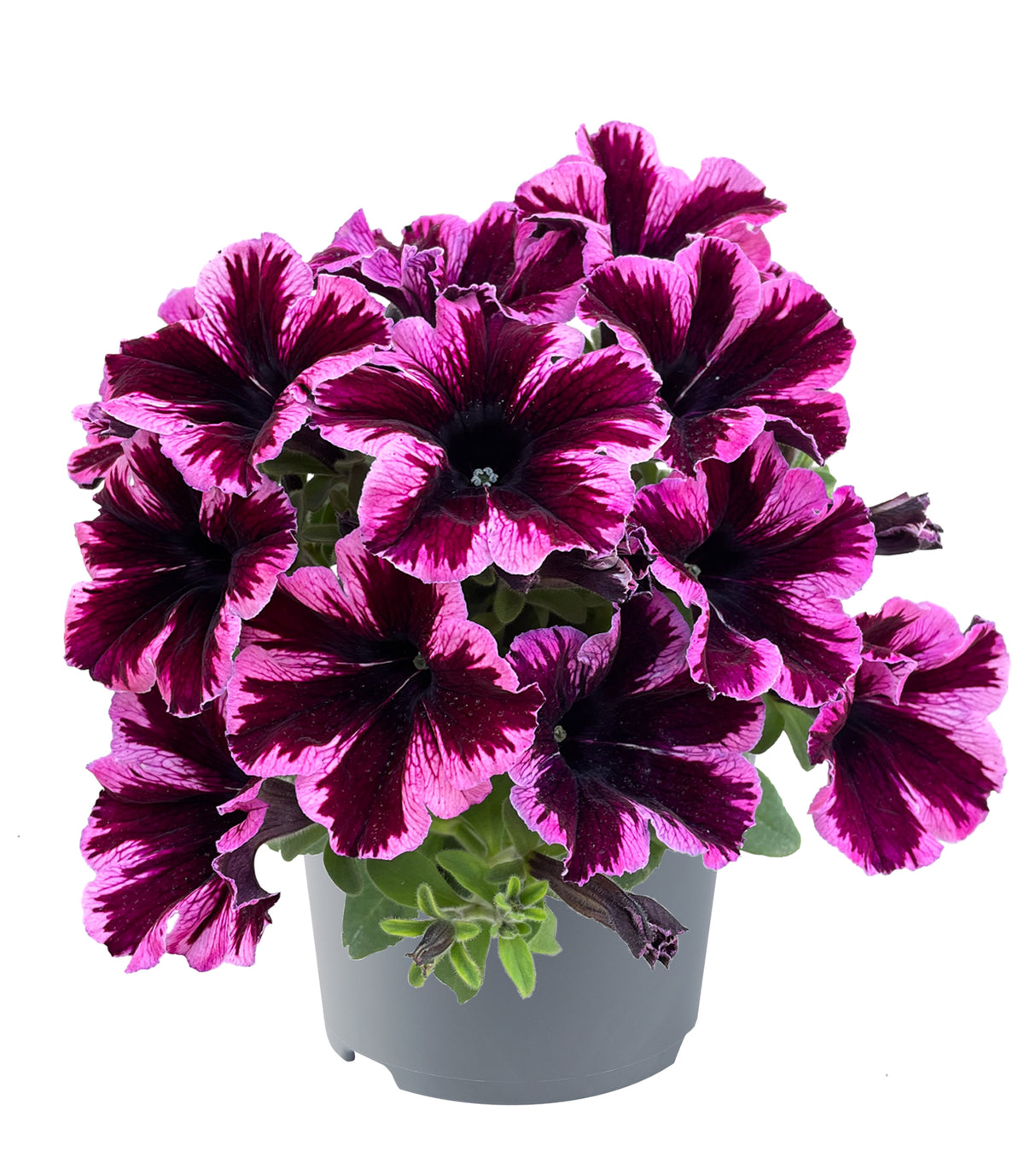4 kpl Petunia ’Cosmic Pink’