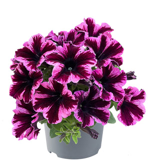 4 kpl Petunia ’Cosmic Pink’