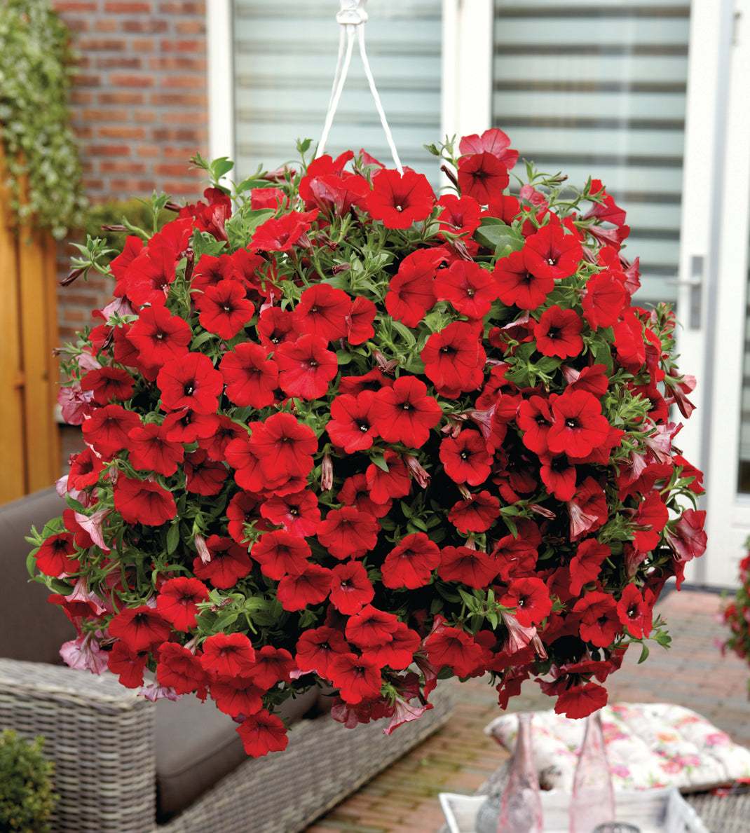 Petunia ’Deep Red’ 4 kpl
