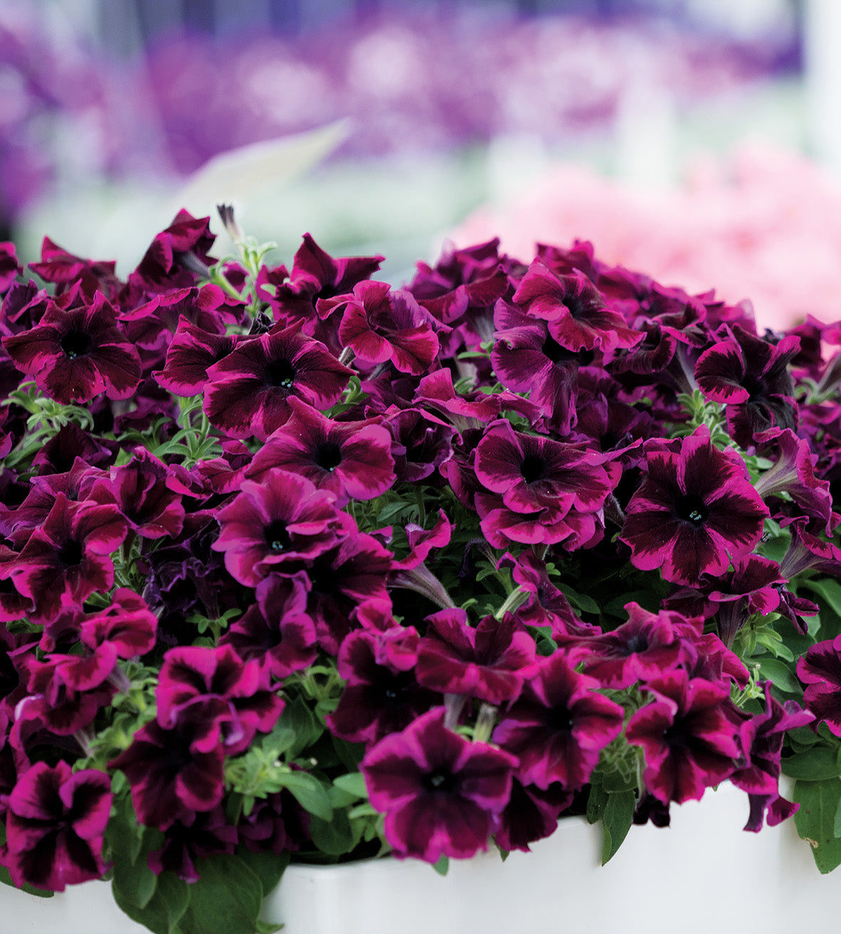 4 kpl Petunia ’Cosmic Purple’