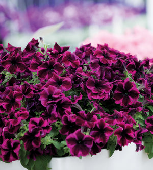 4 kpl Petunia ’Cosmic Purple’