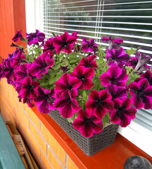 4 kpl Petunia ’Cosmic Purple’