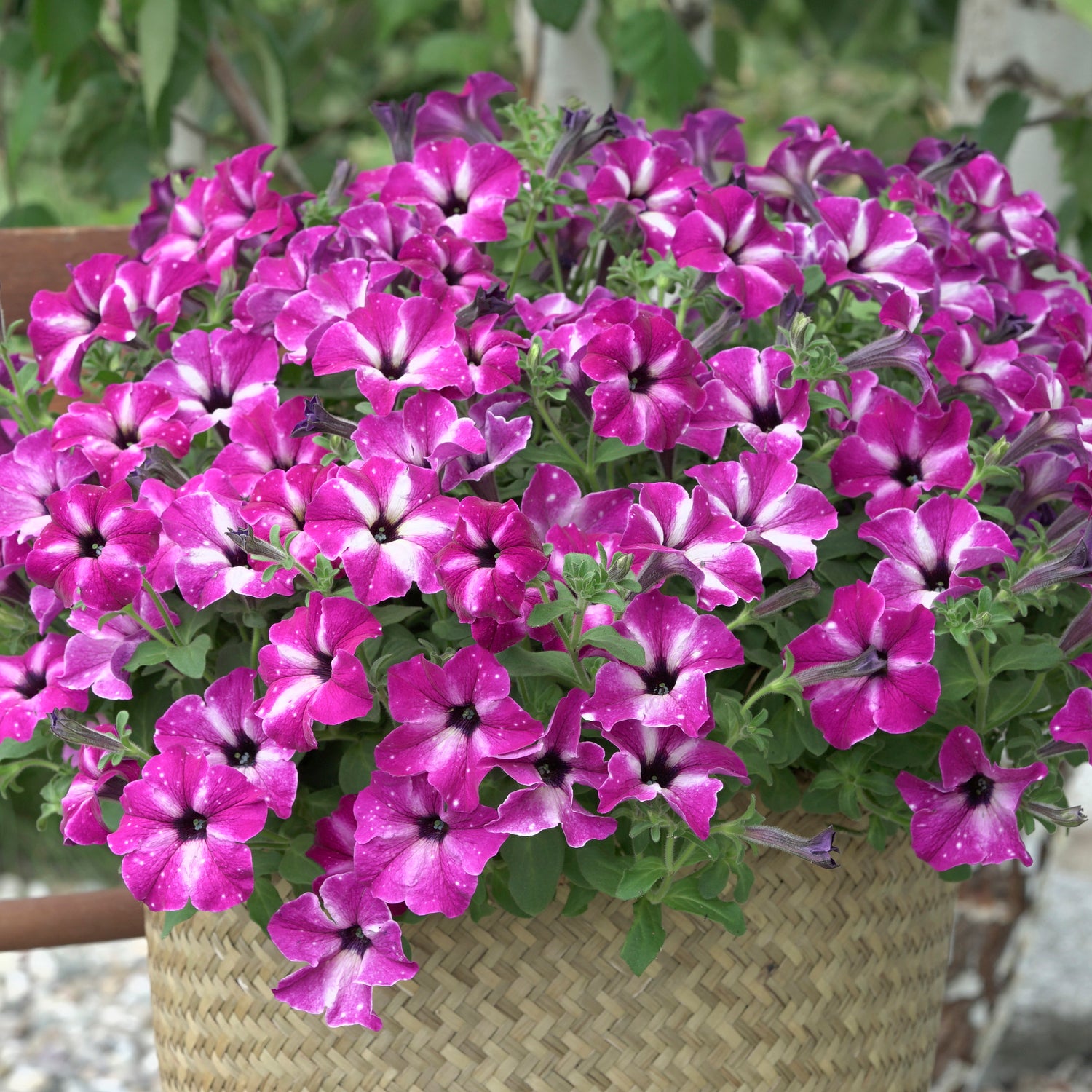 4 kpl Petunia ’Circus Sky’