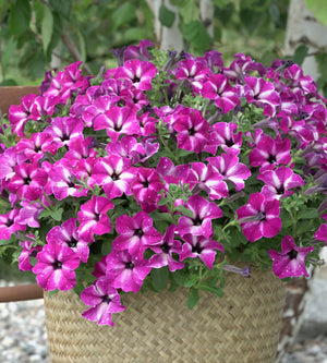 4 kpl Petunia ’Circus Sky’