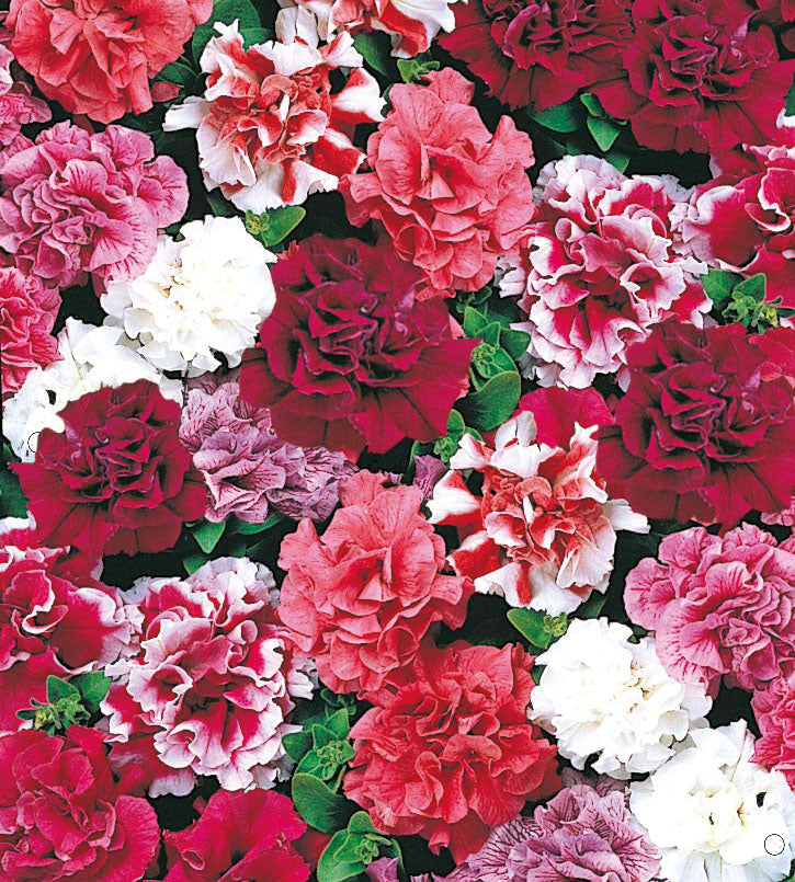 24 kpl Petunia ’Duo Mix’
