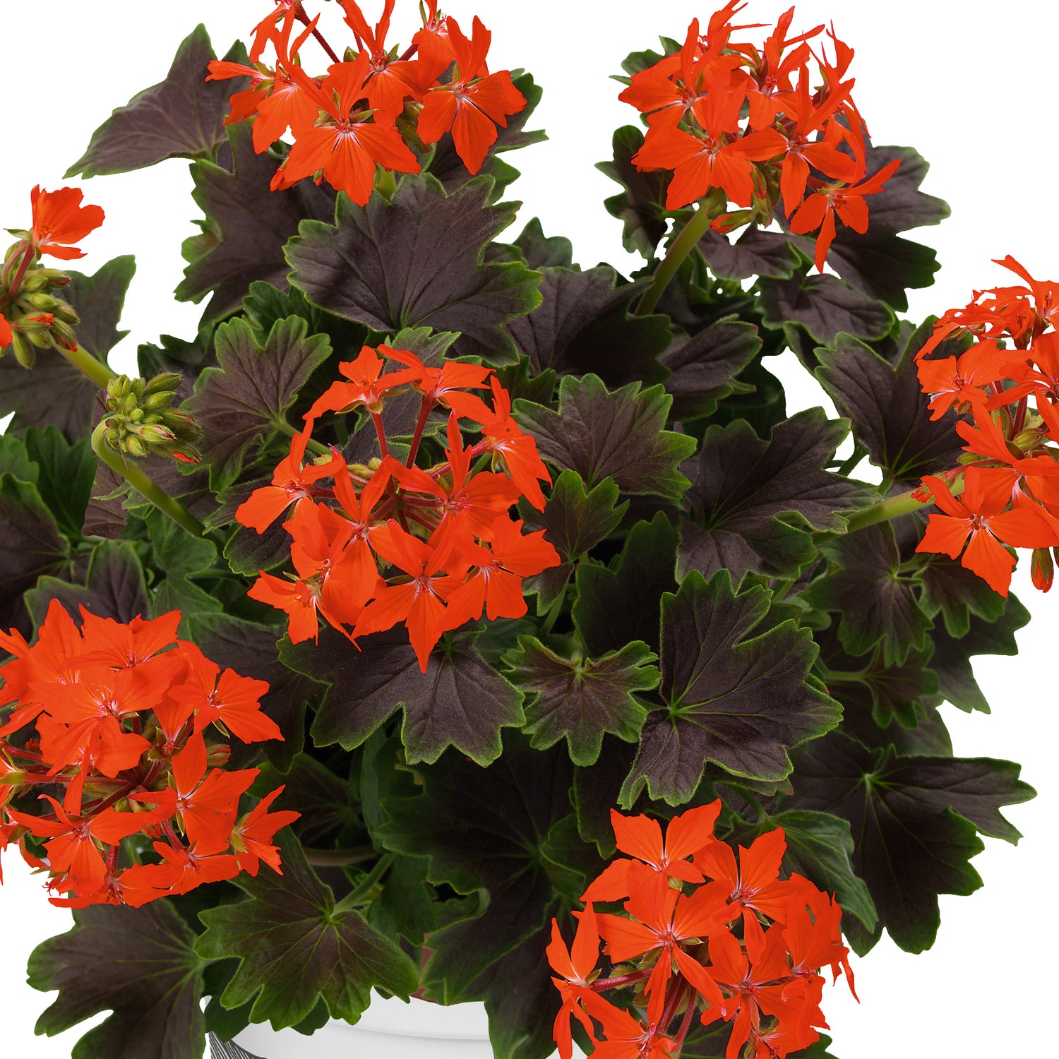 3 kpl Pelargoni 'Chocolate'