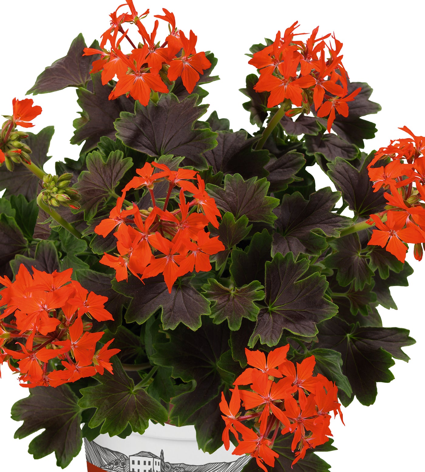 3 kpl Pelargoni 'Chocolate'
