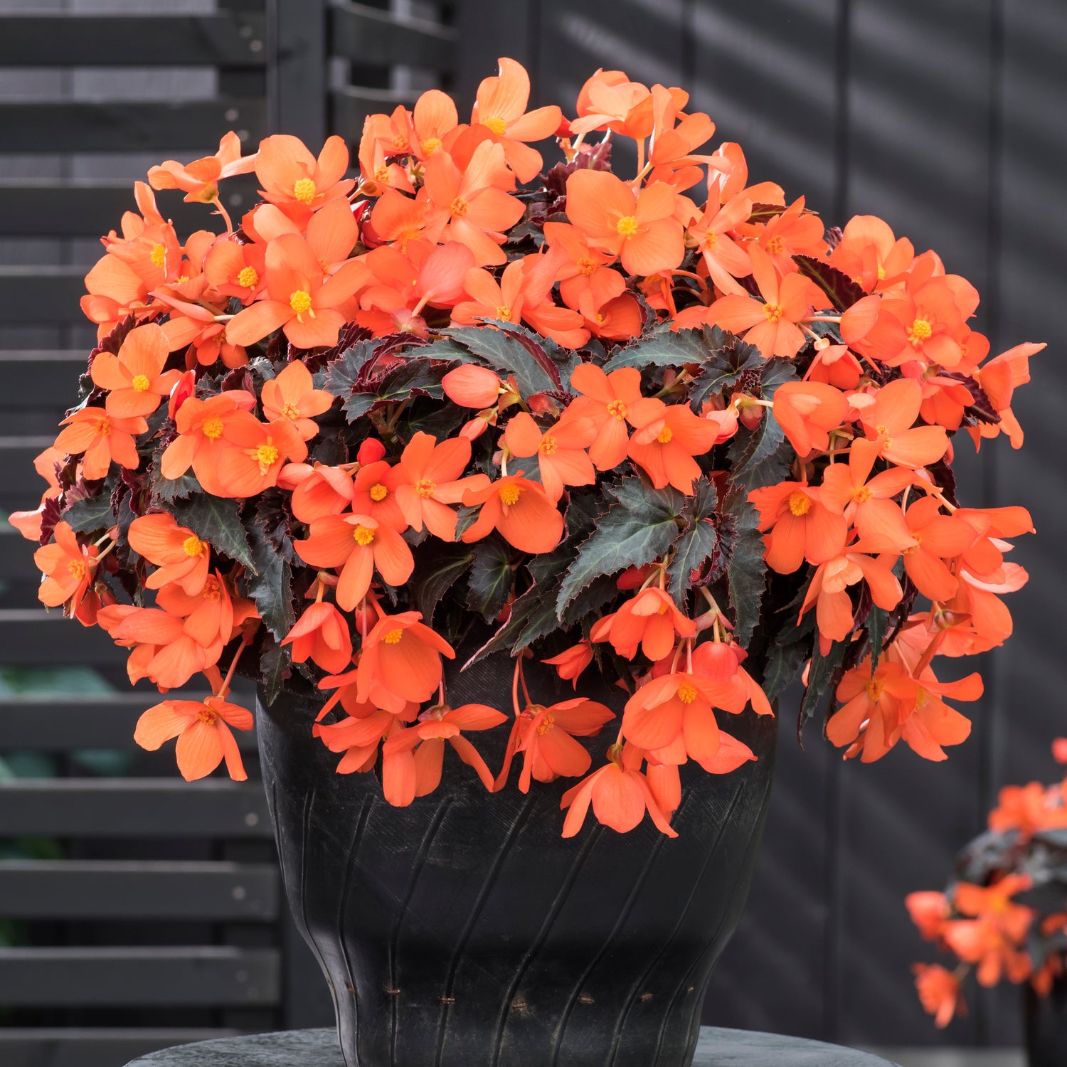 3 kpl Begonia ’Rivulet® Orange River’
