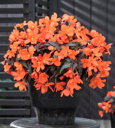 3 kpl Begonia ’Rivulet® Orange River’