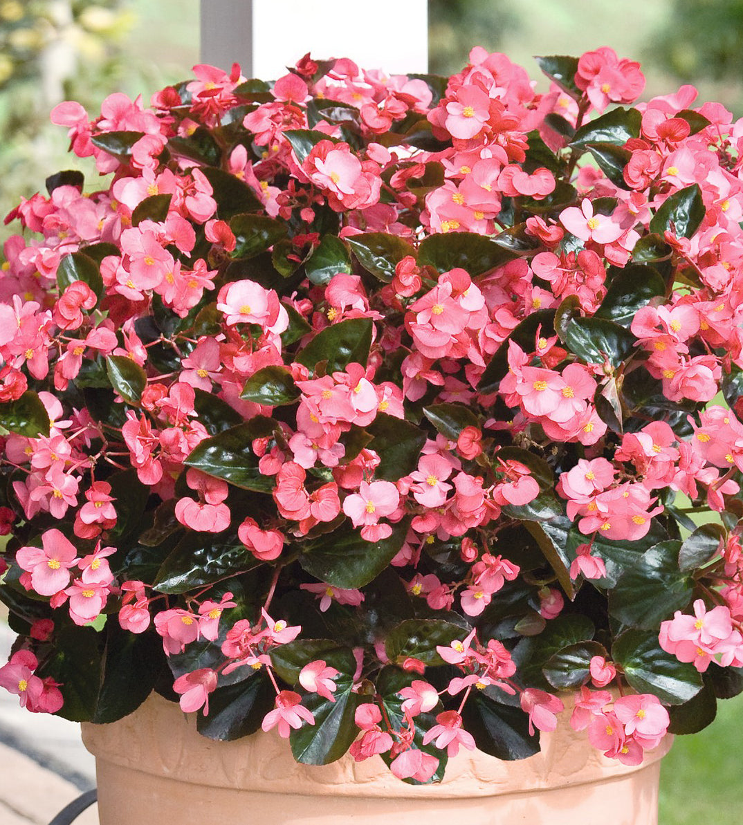 3 kpl Begonia ’BIG™ Rose Bronze Leaf’