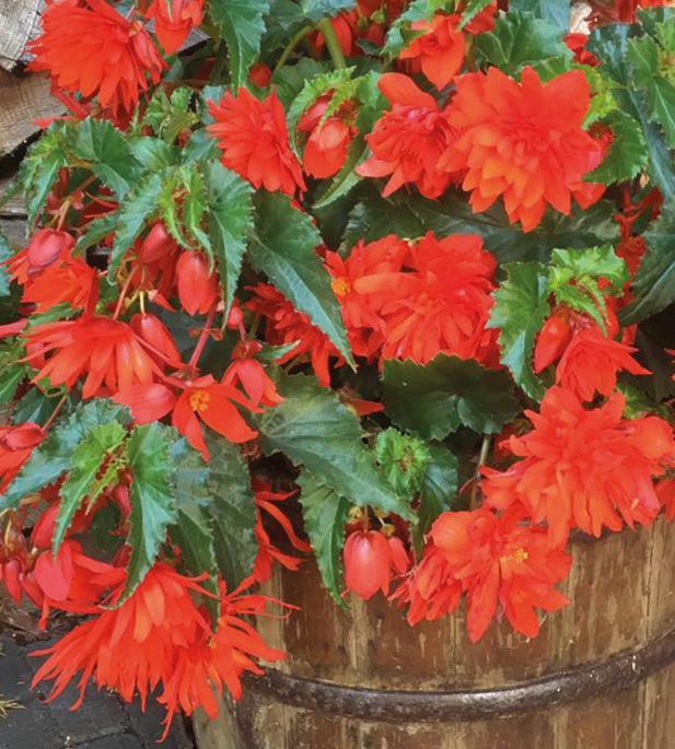 3 kpl Begonia ’Funky® Orange’