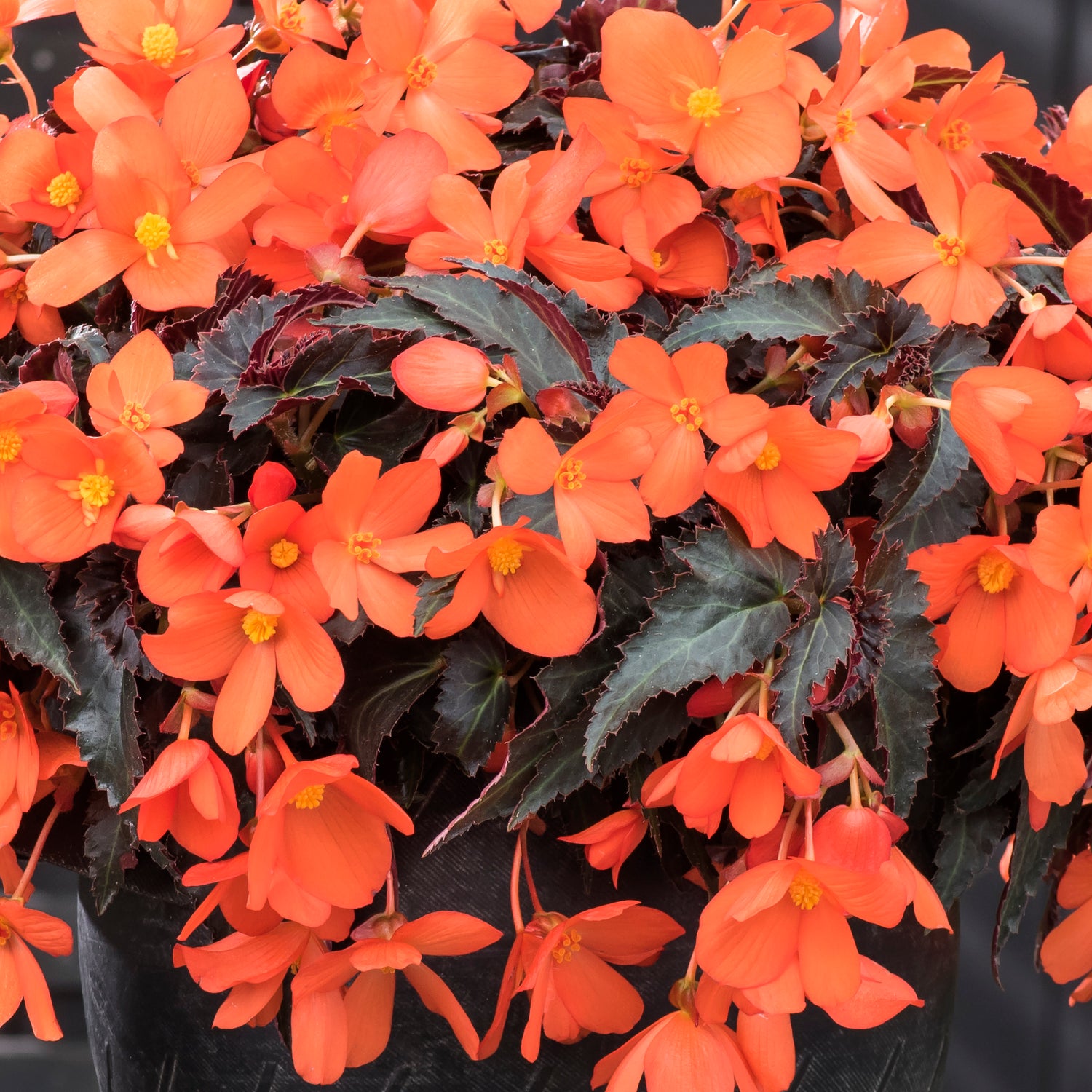 3 kpl Begonia ’Rivulet® Orange River’