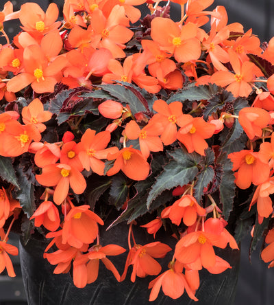 3 kpl Begonia ’Rivulet® Orange River’