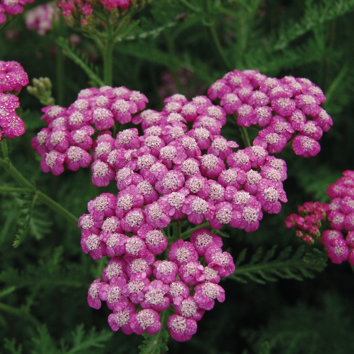 3 kpl Punakärsämö ’Cerise Queen’