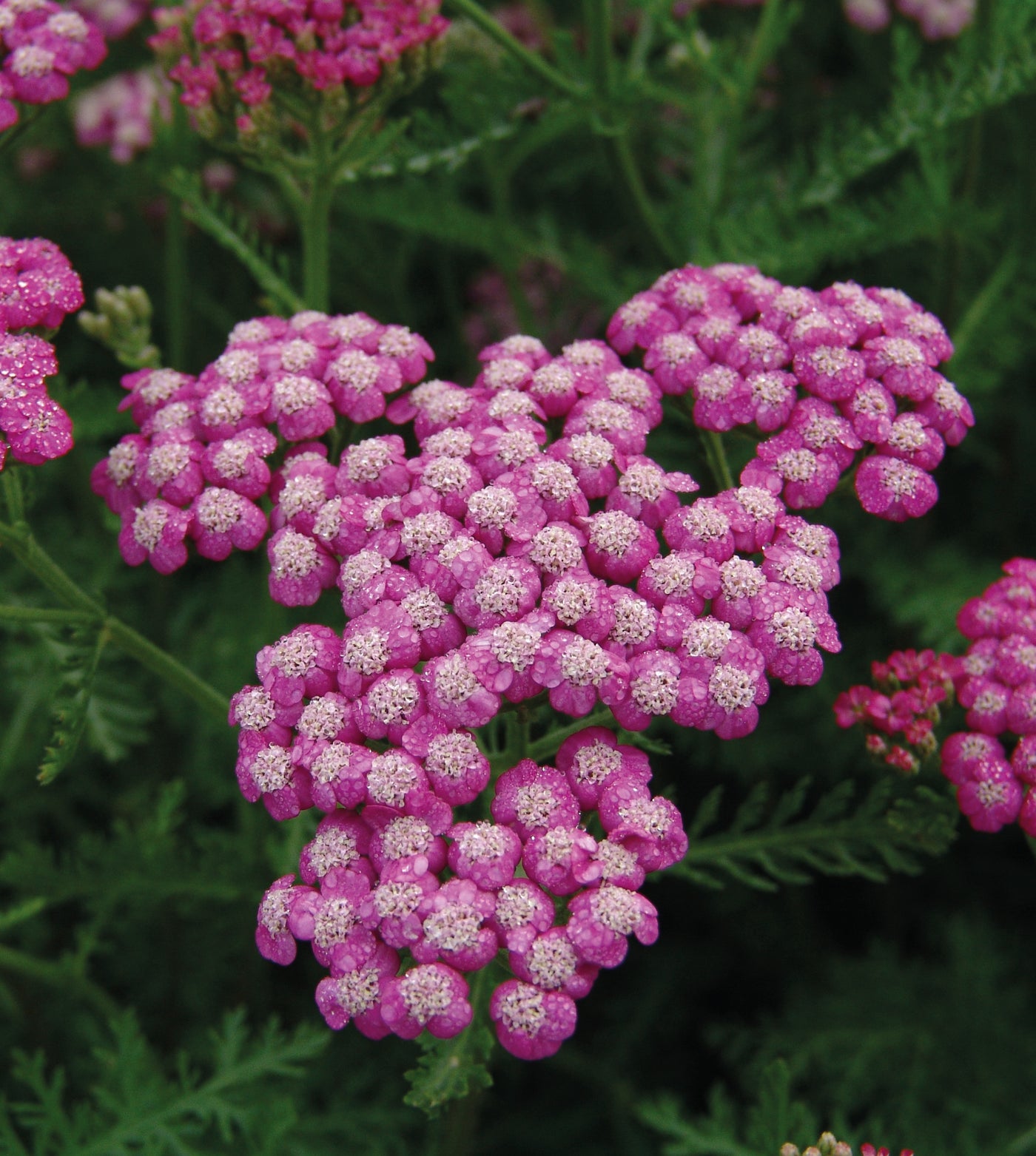 3 kpl Punakärsämö ’Cerise Queen’