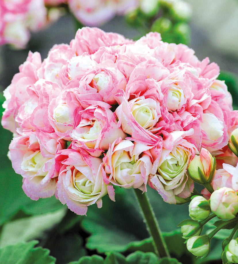 3 kpl Pelargoni ’Appleblossom’