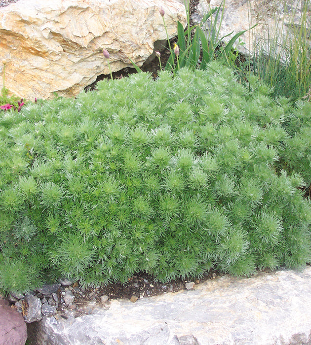 3 kpl Ohotanmaruna ’Nana’