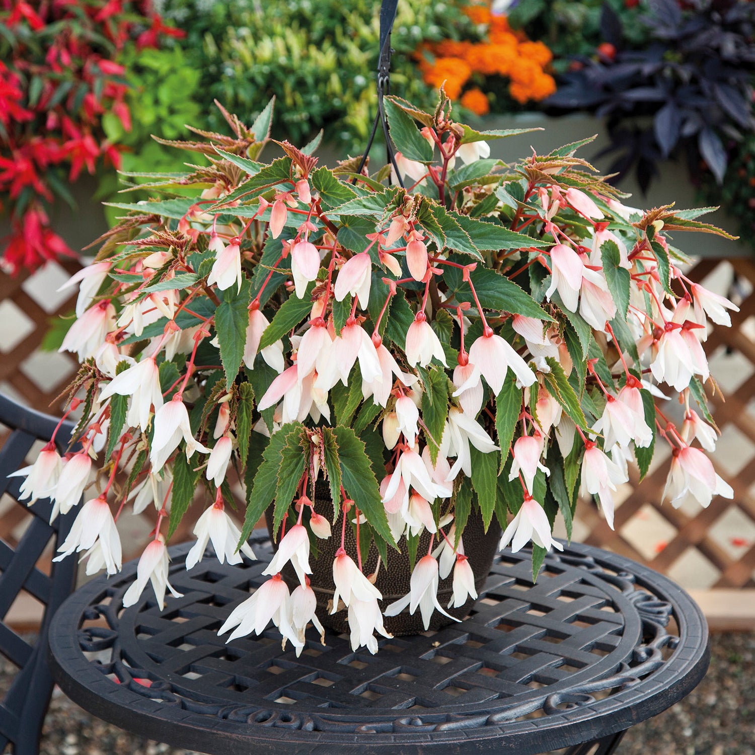 3 kpl Begonia ’Bonaparte White’