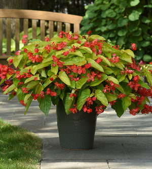 3 kpl Begonia ’Canary Wings’