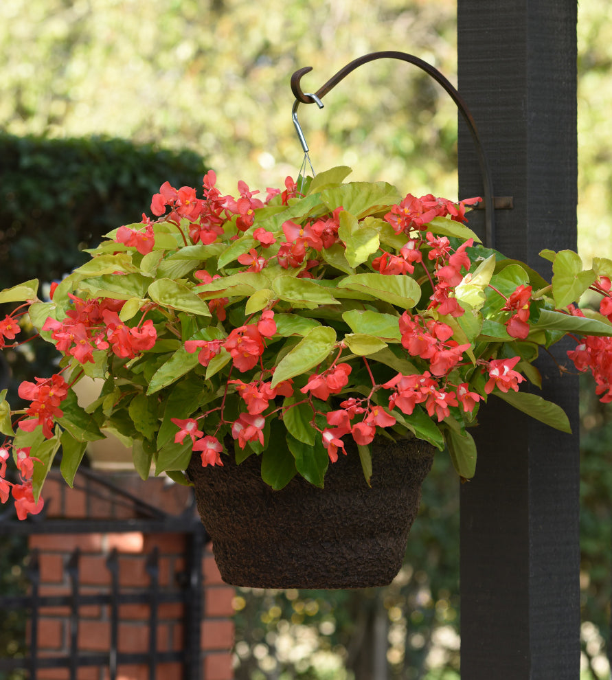 3 kpl Begonia ’Canary Wings’