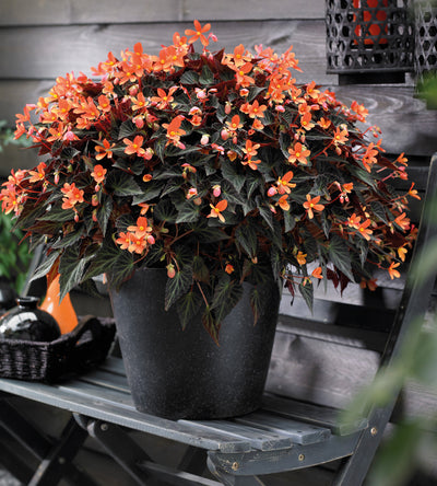 3 kpl Begonia ’Glowing Embers’