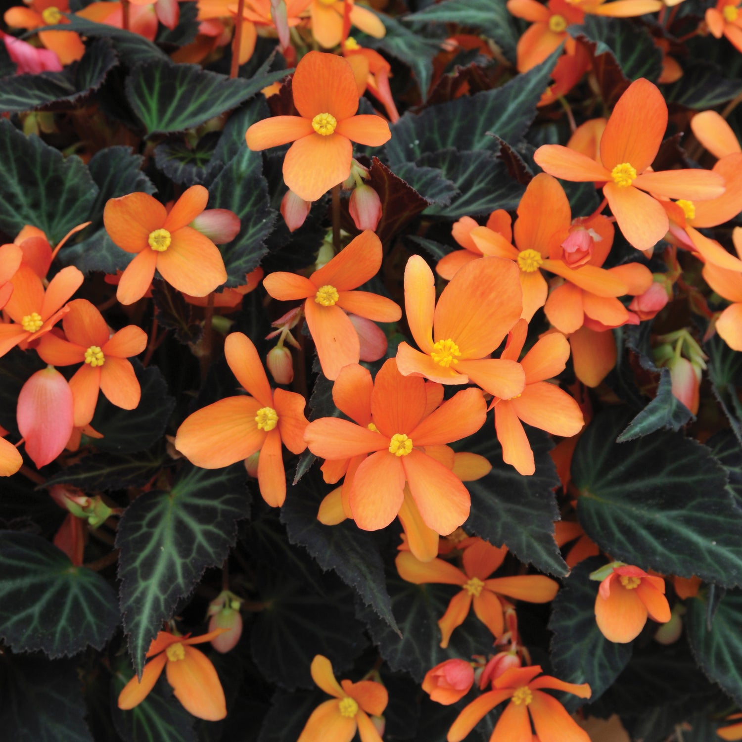 3 kpl Begonia ’Glowing Embers’