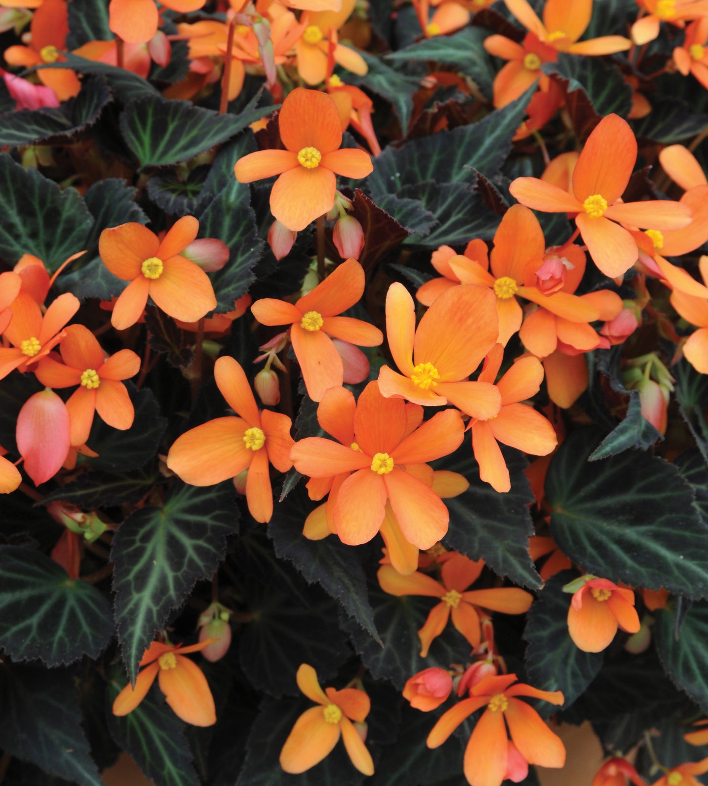 3 kpl Begonia ’Glowing Embers’