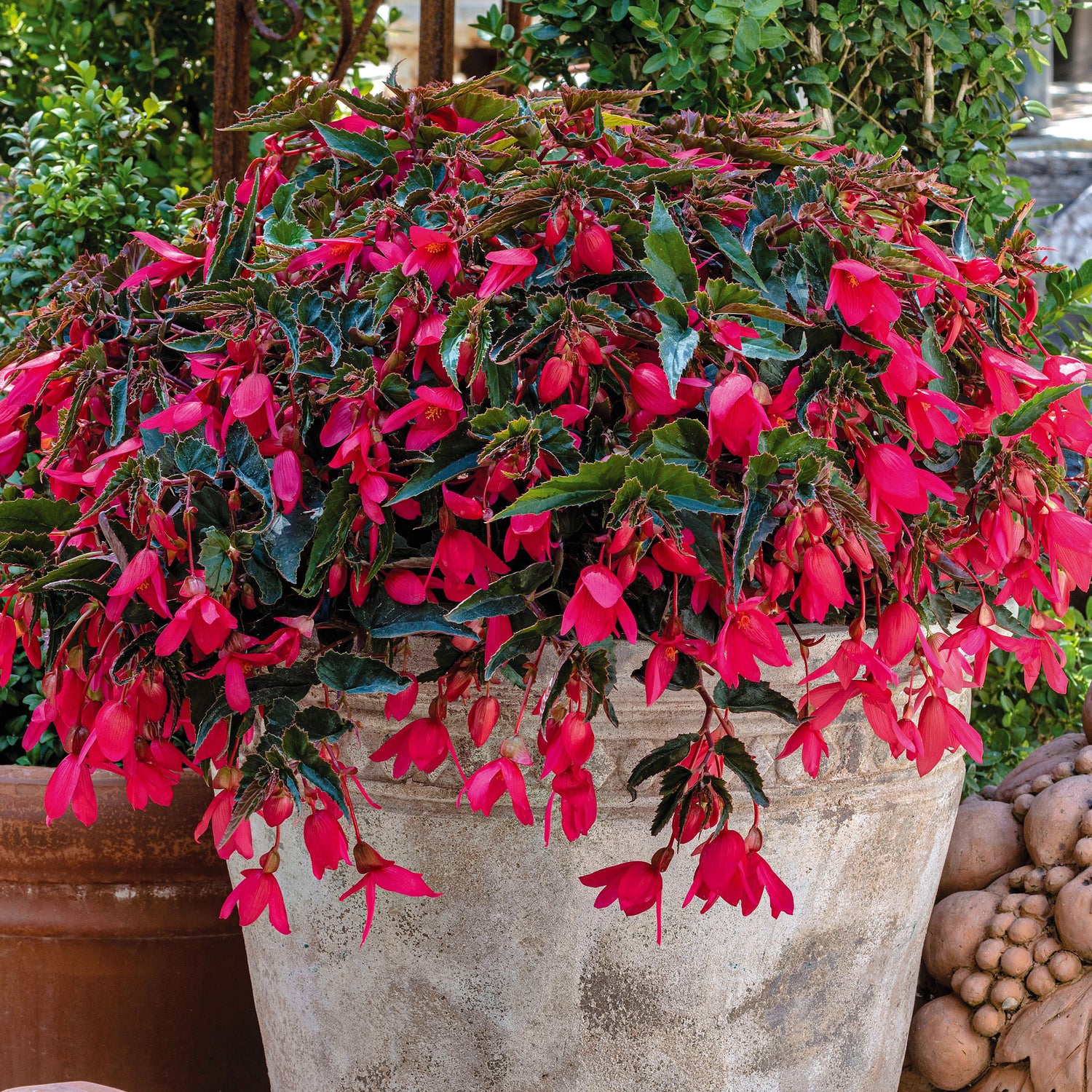 3 kpl Begonia ’Groovy Rose’