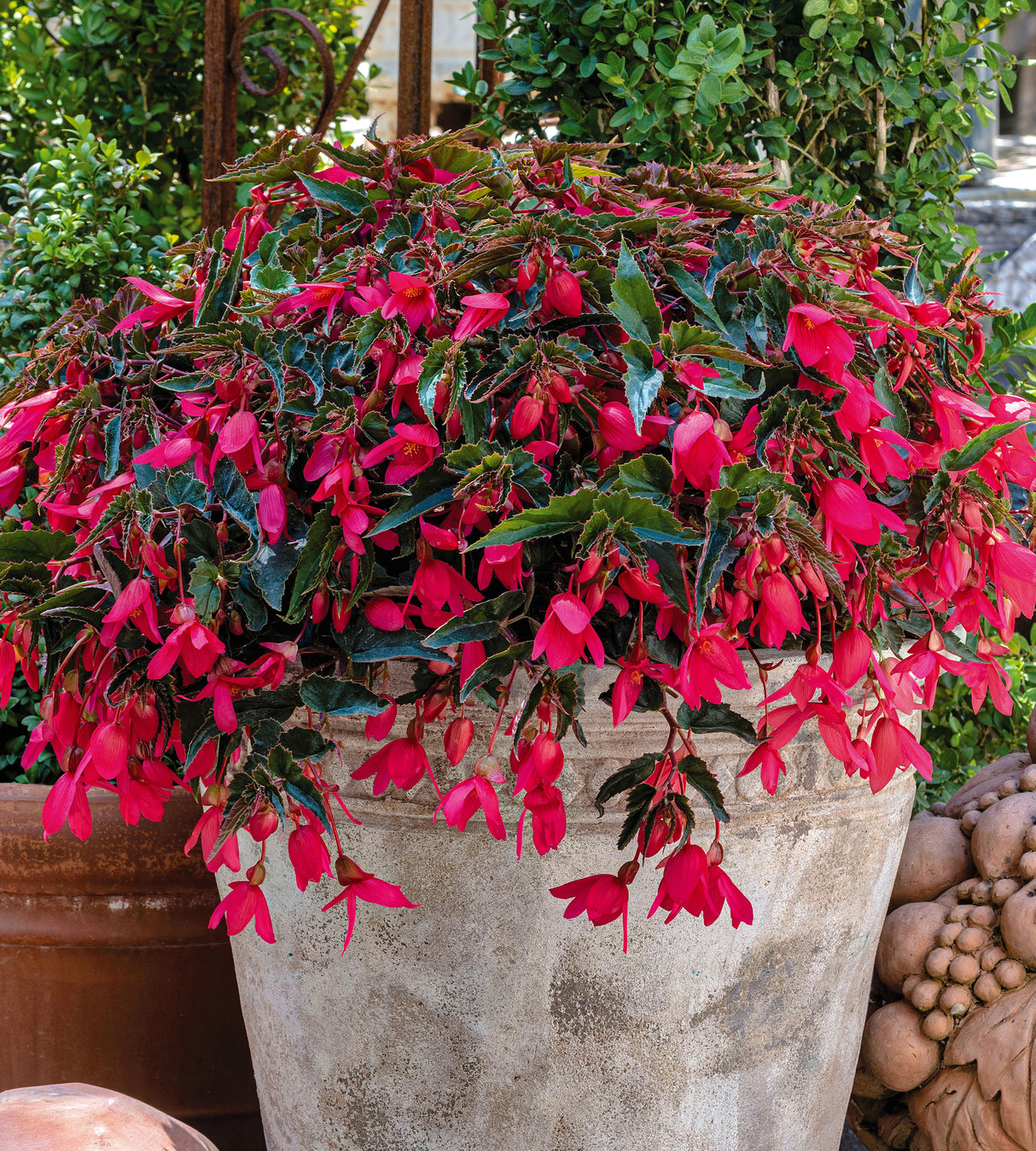 3 kpl Begonia ’Groovy Rose’