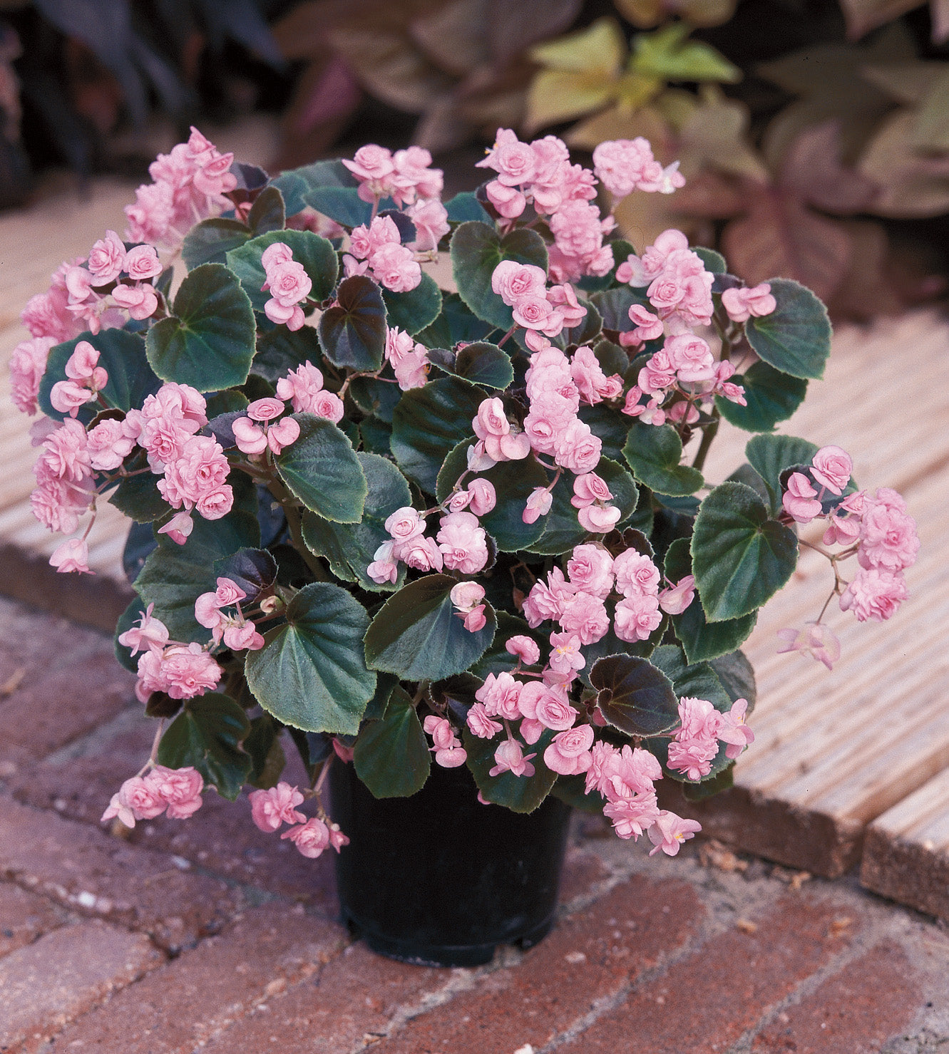 4 kpl Kesäbegonia ’Doublet Pink’