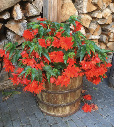 3 kpl Begonia ’Funky® Orange’