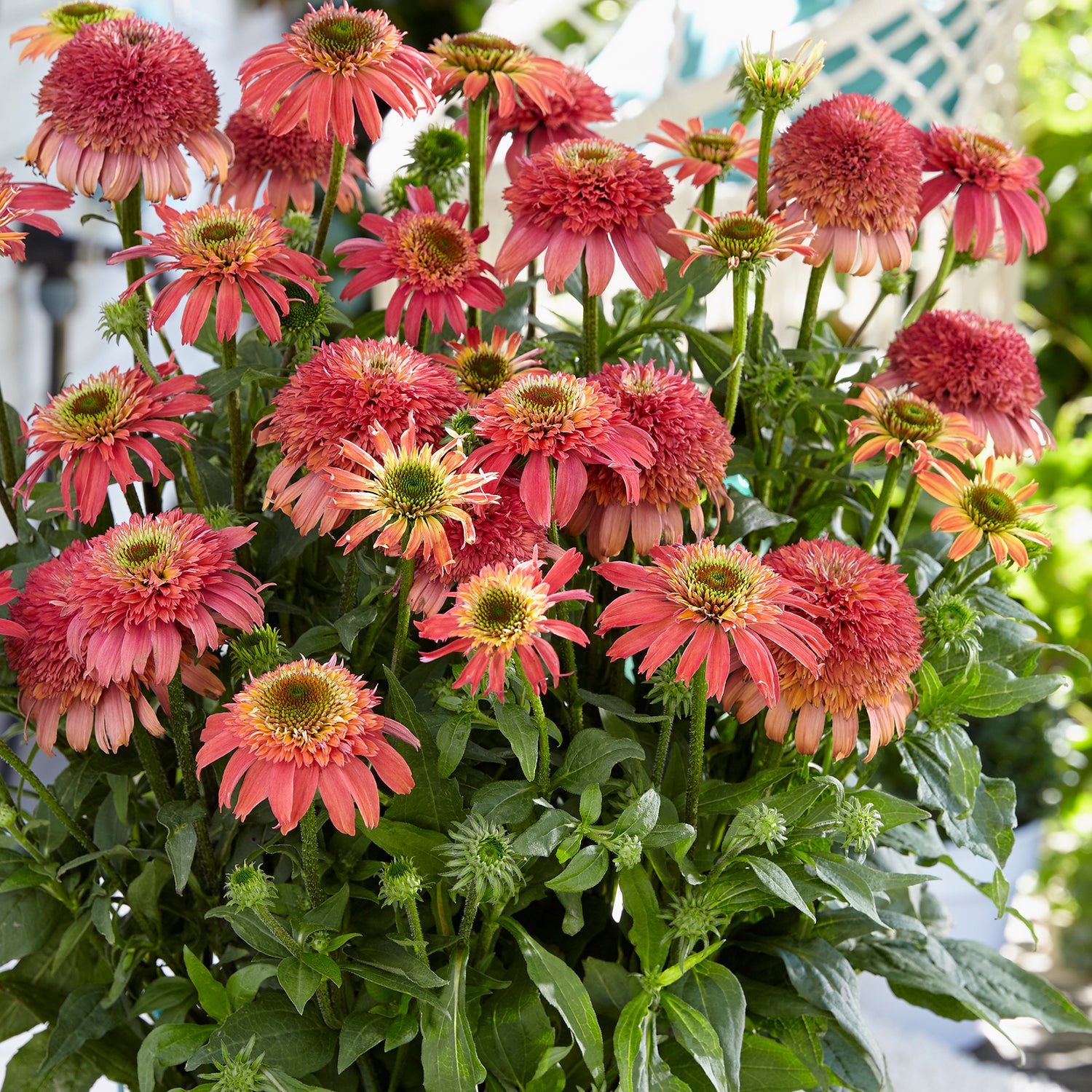 3 kpl Punahattu ’Double Scoop Cranberry’