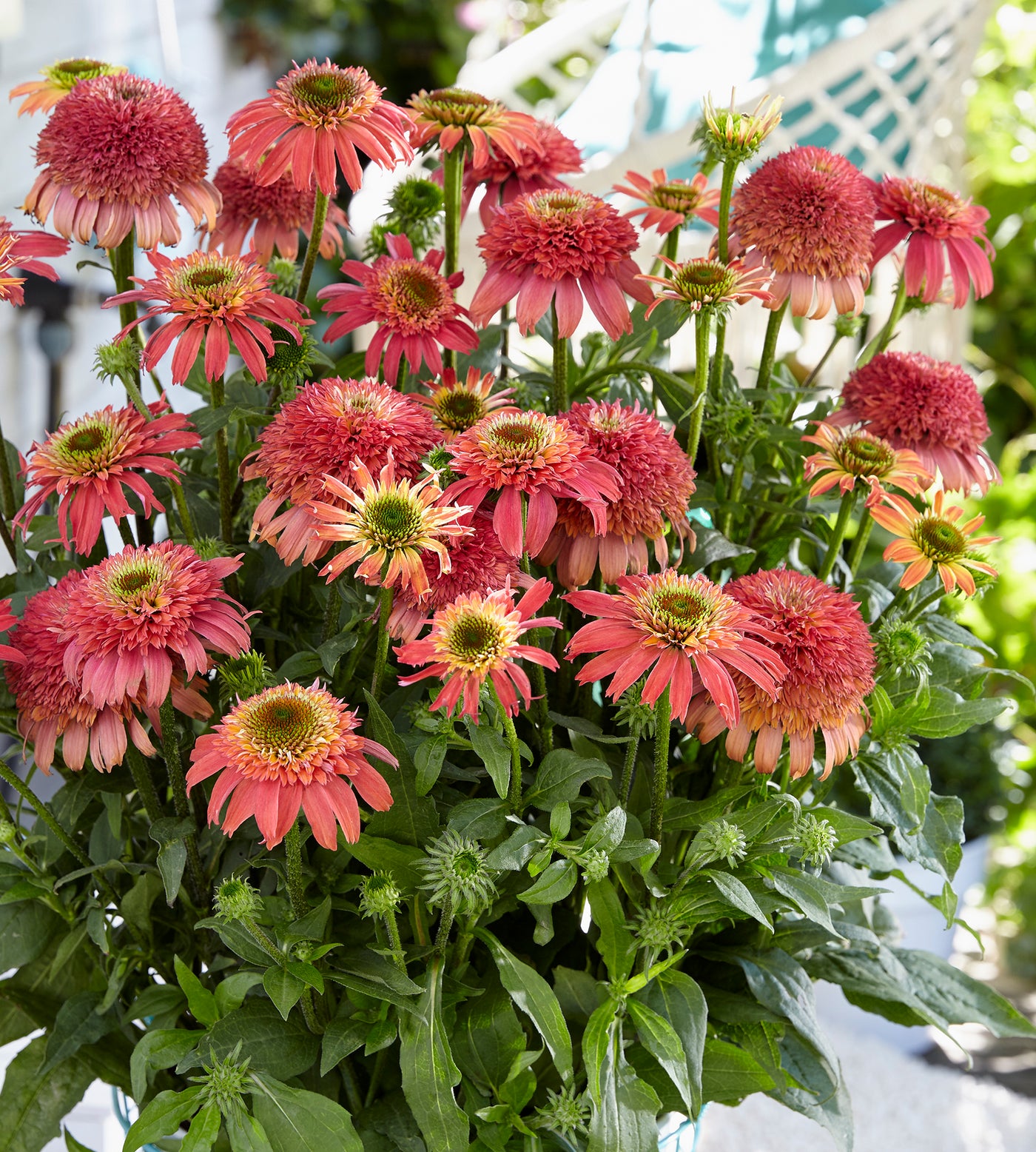 3 kpl Punahattu ’Double Scoop Cranberry’