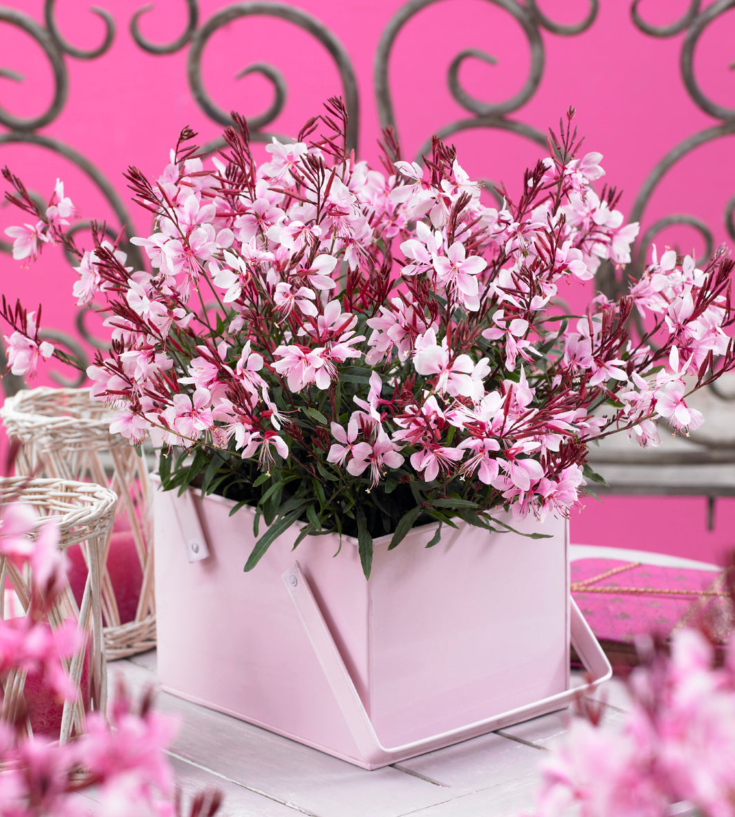 5 kpl Kesäkynttilä ’Gaudi Pink’