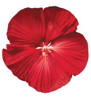 3 kpl Jättihibiskus ’Luna Red’