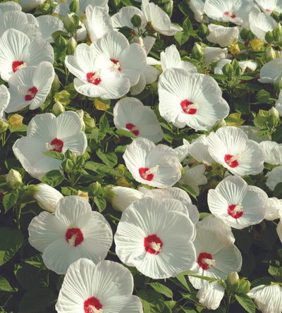 3 kpl Jättihibiskus ’Luna White’