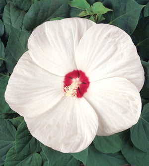 3 kpl Jättihibiskus ’Luna Red’