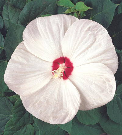 3 kpl Jättihibiskus ’Luna White’