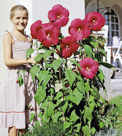 3 kpl Jättihibiskus ’Luna White’