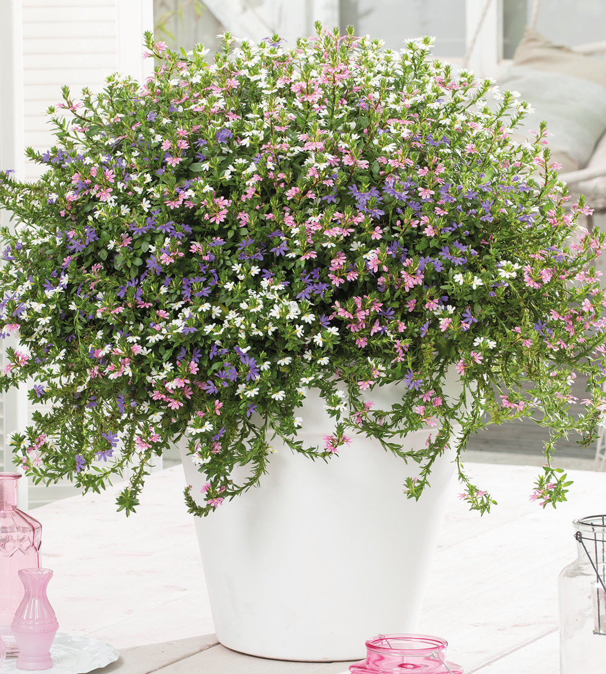 Siniviuhka 'Fancy mix' 4 kpl