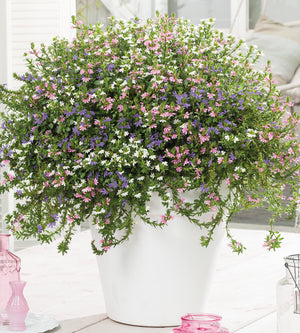 Siniviuhka 'Fancy mix' 4 kpl