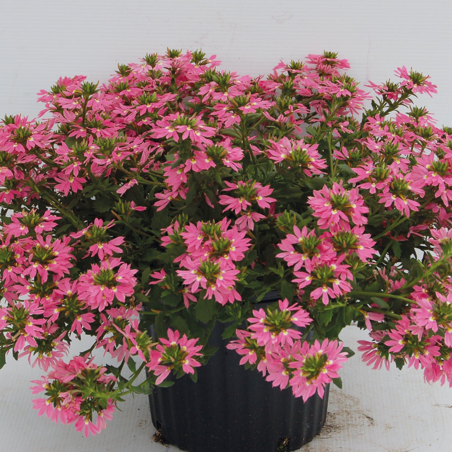 Siniviuhka 'Fancy mix' 4 kpl