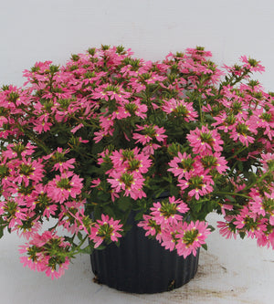 Siniviuhka 'Fancy mix' 4 kpl