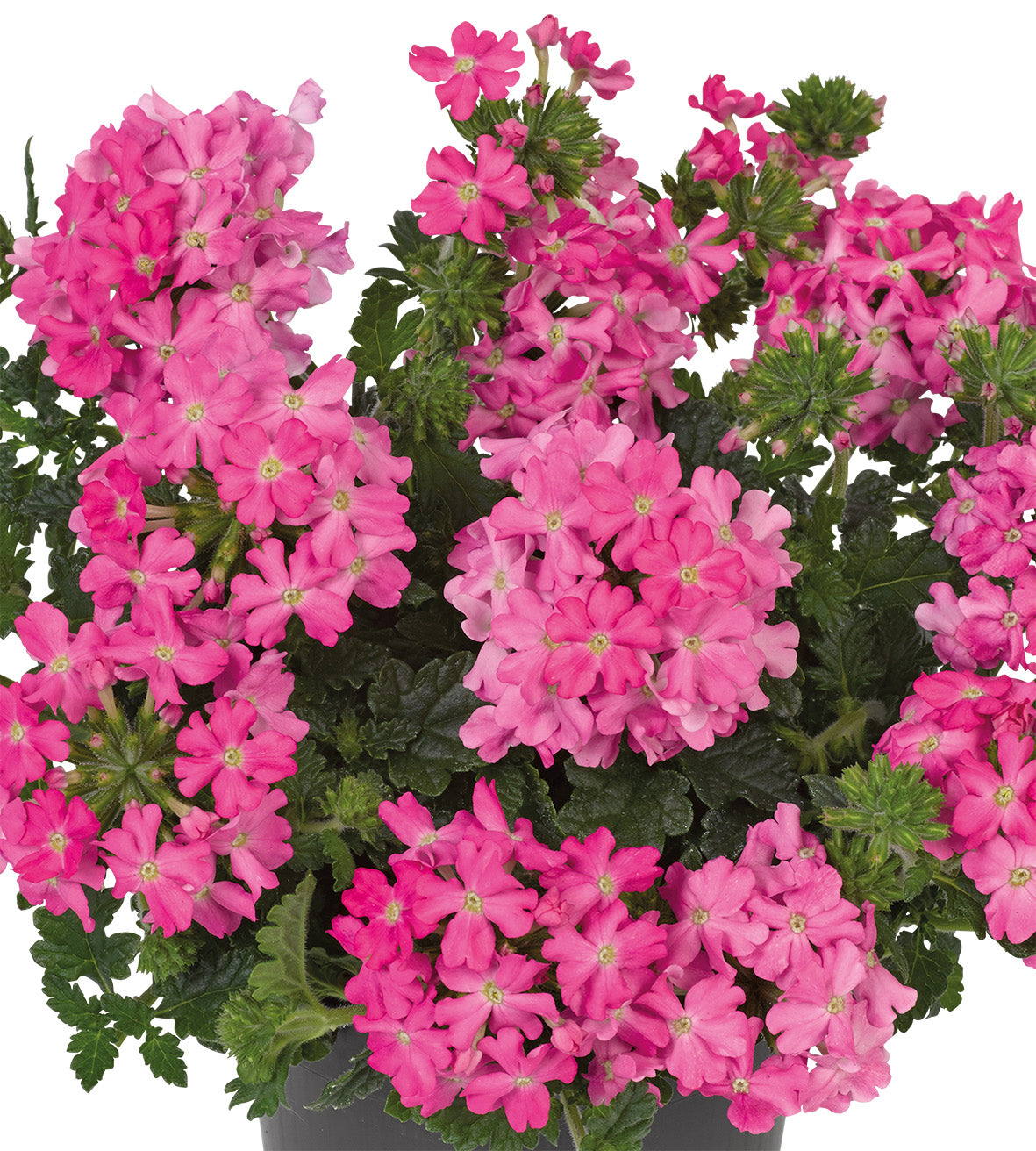 4 kpl Verbena 'Neon Pink'