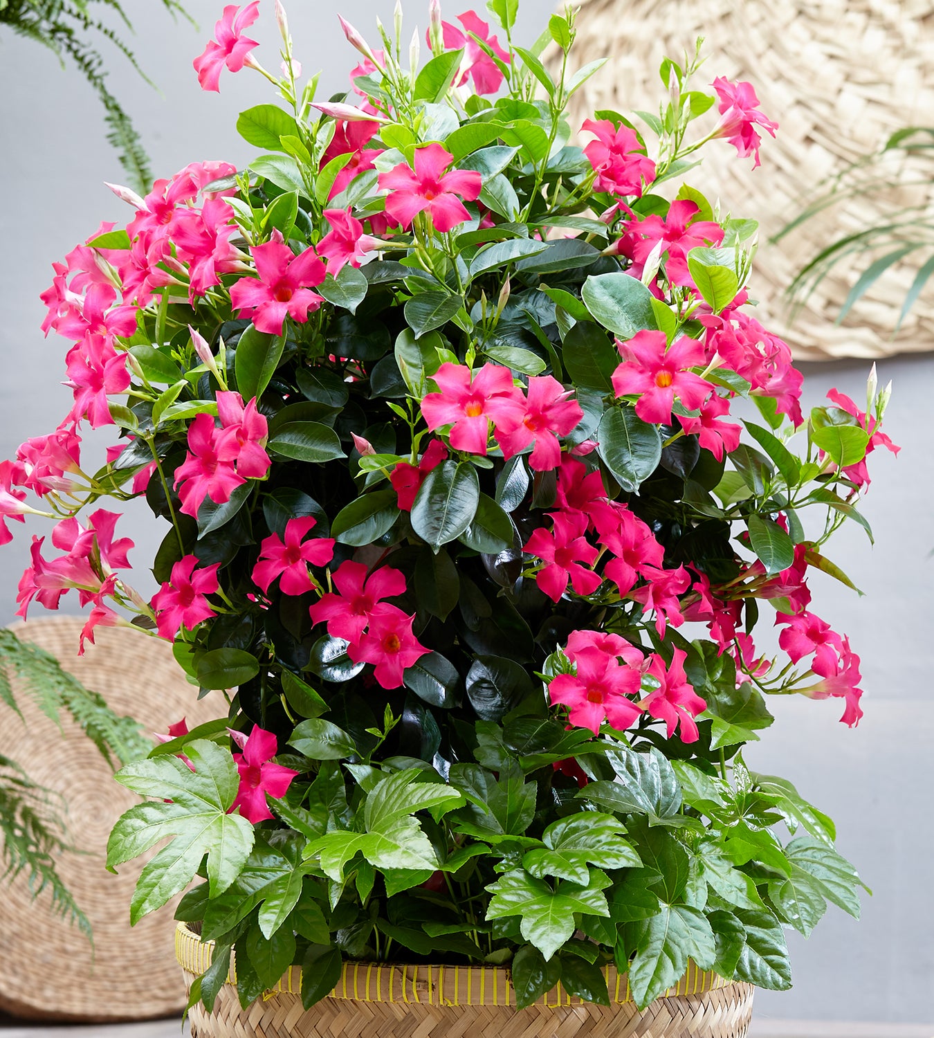 Maljaköynnös ’Sundaville Pink' 3 kpl
