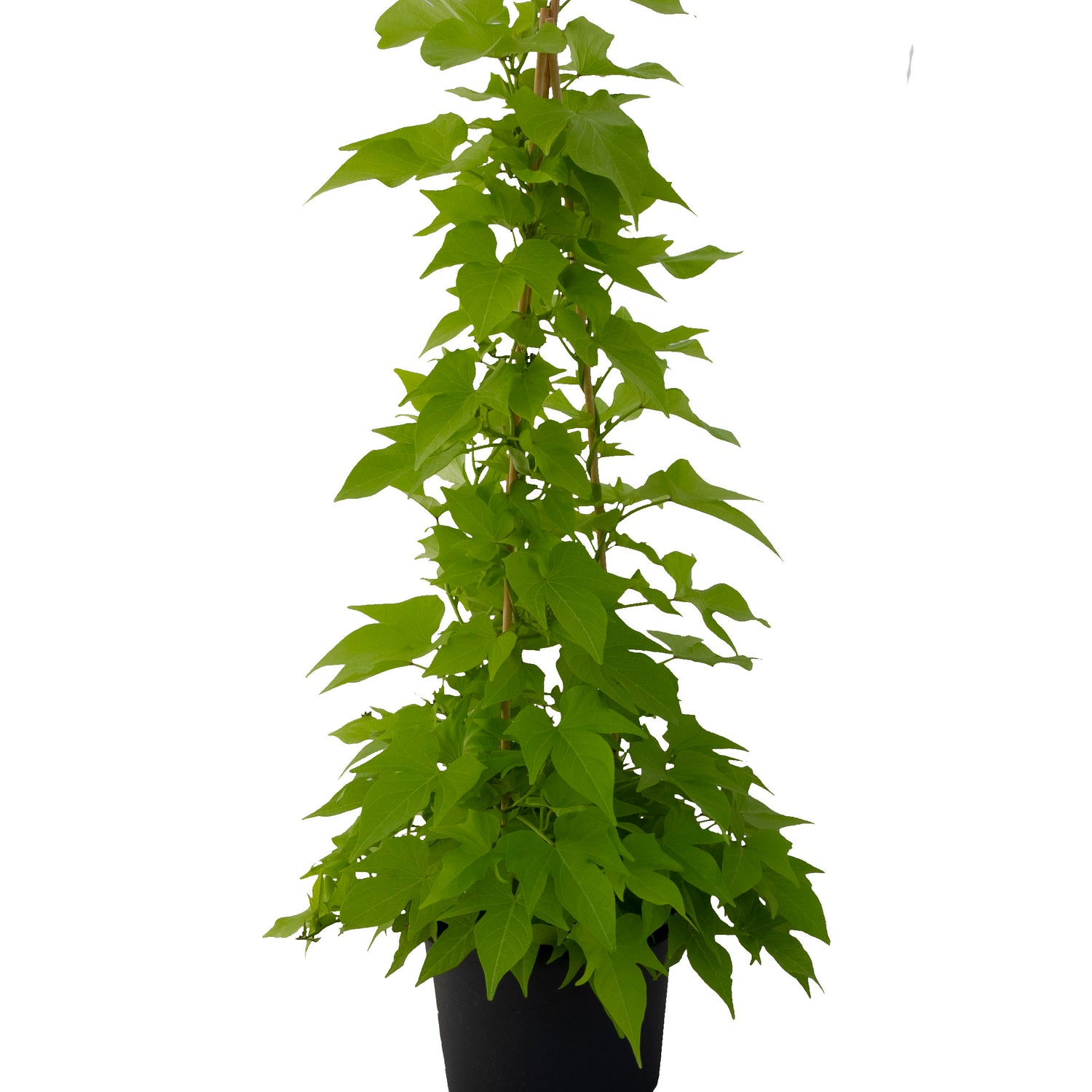 3 kpl Köynnöskoristebataatti 'Lime'