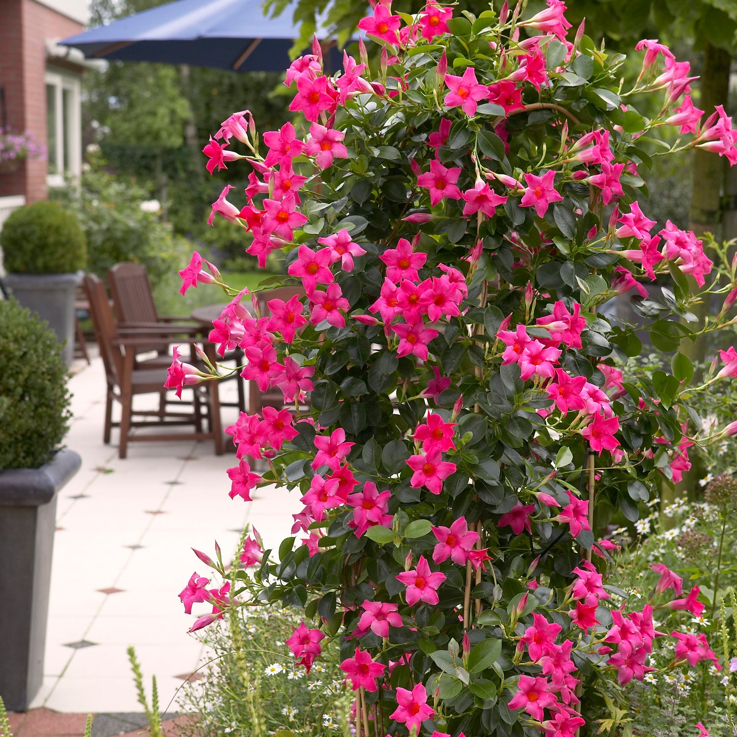 Maljaköynnös ’Sundaville Pink' 3 kpl