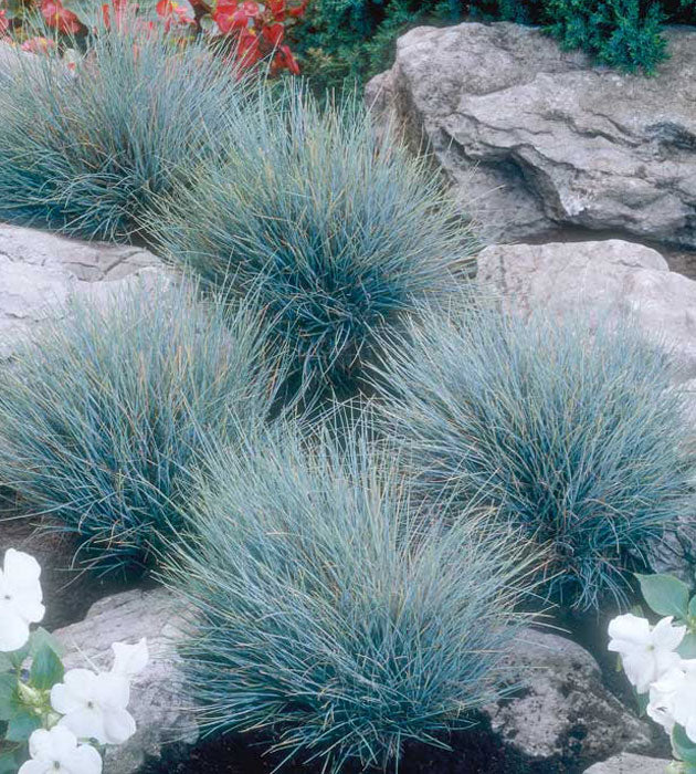 3 kpl Sininata 'Elsvogel'