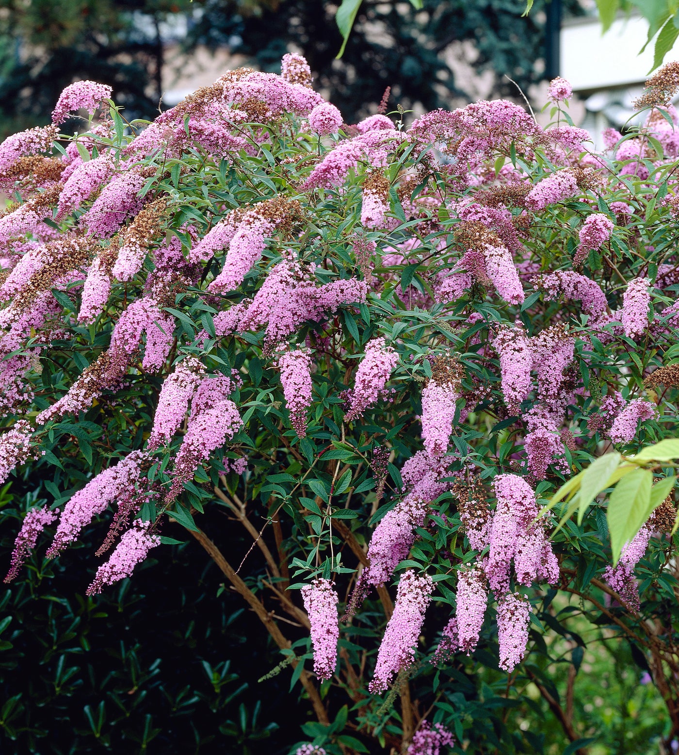 1 kpl Syyssyrikkä 'Pink Delight'
