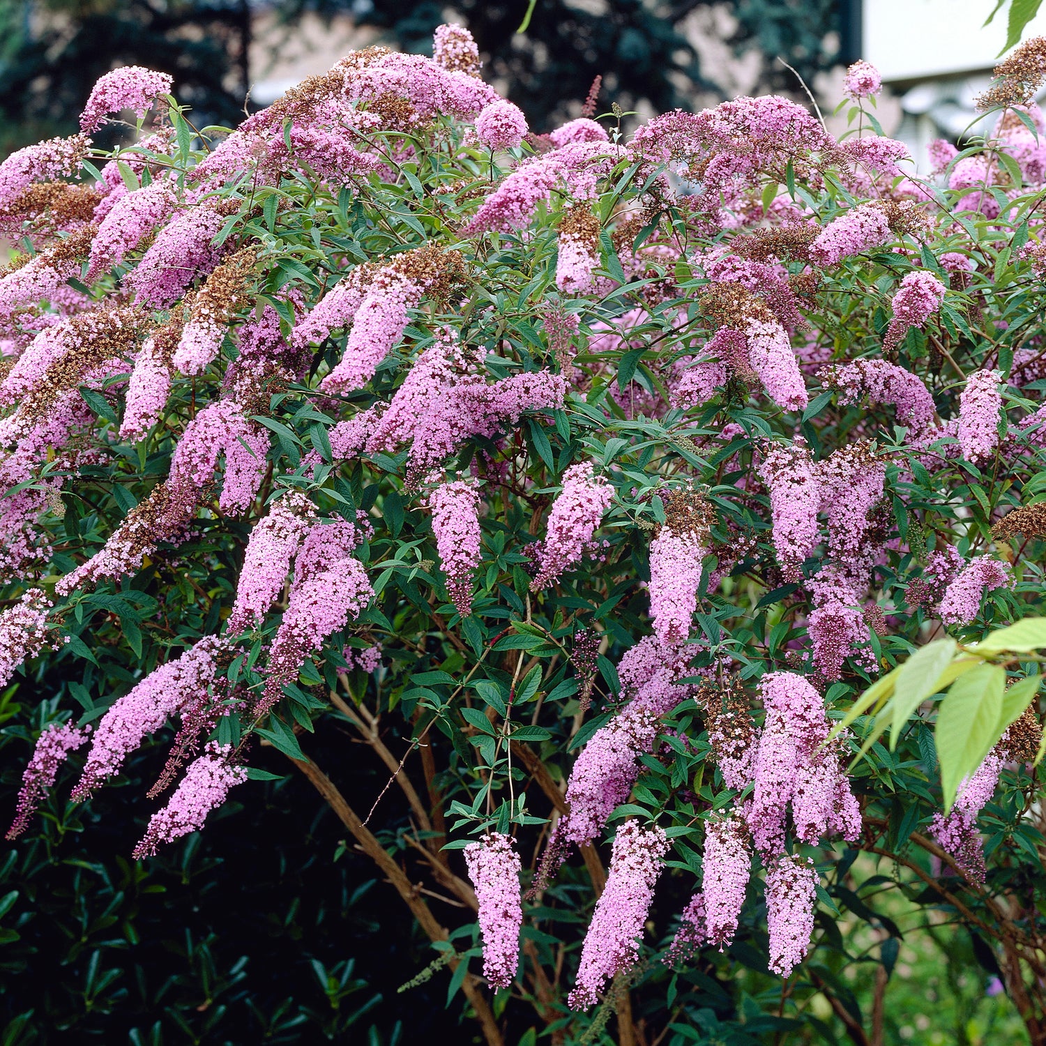 3 kpl Syyssyrikkä Pink Delight